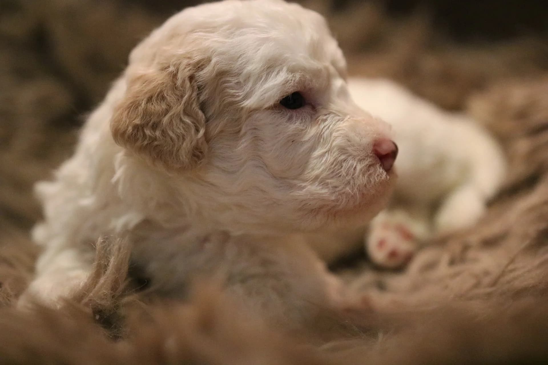 Cream-coloured Lagotto puppy resting