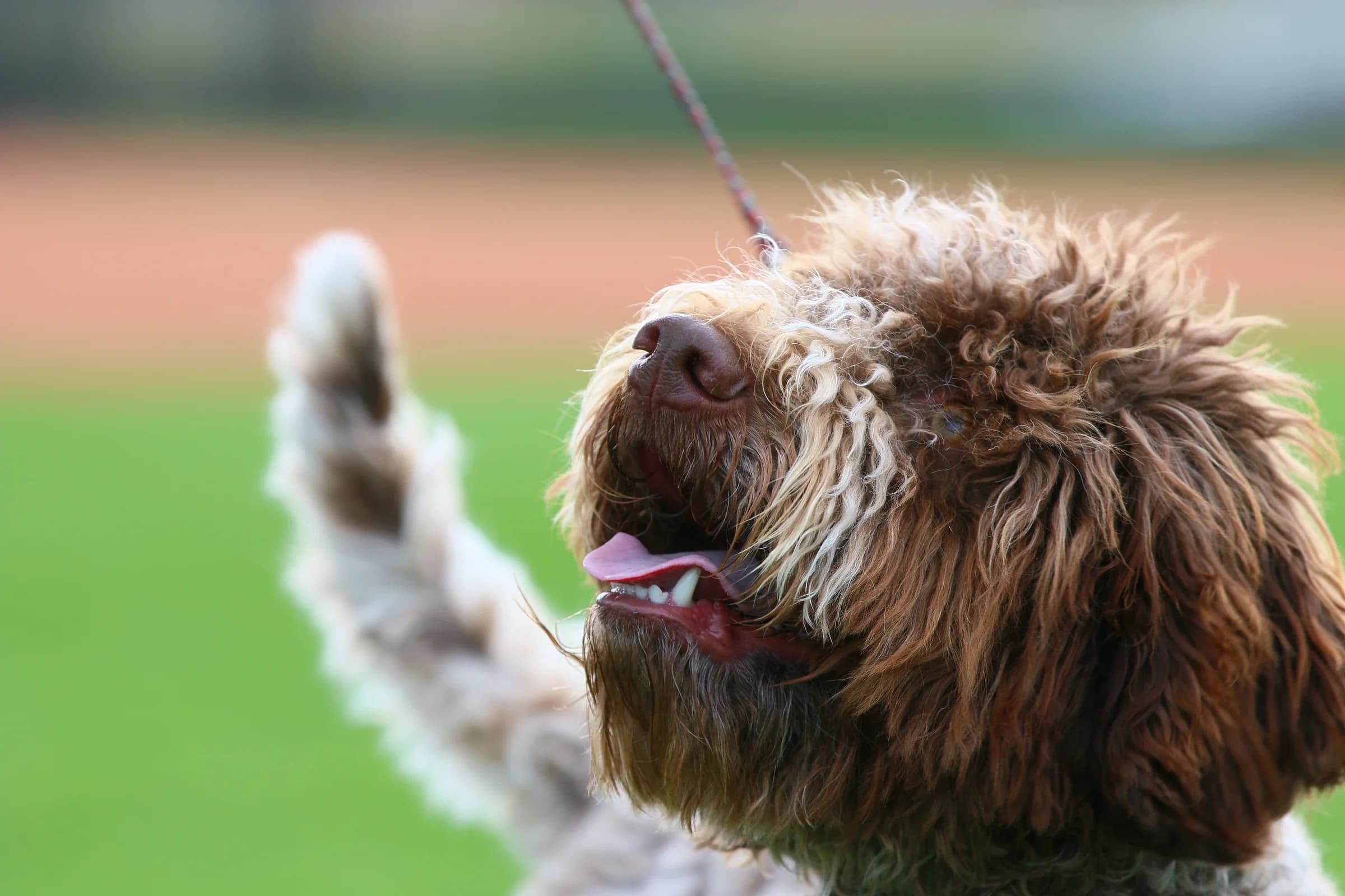 Brown and white Lagotto Romagnolo enjoying the outdoors