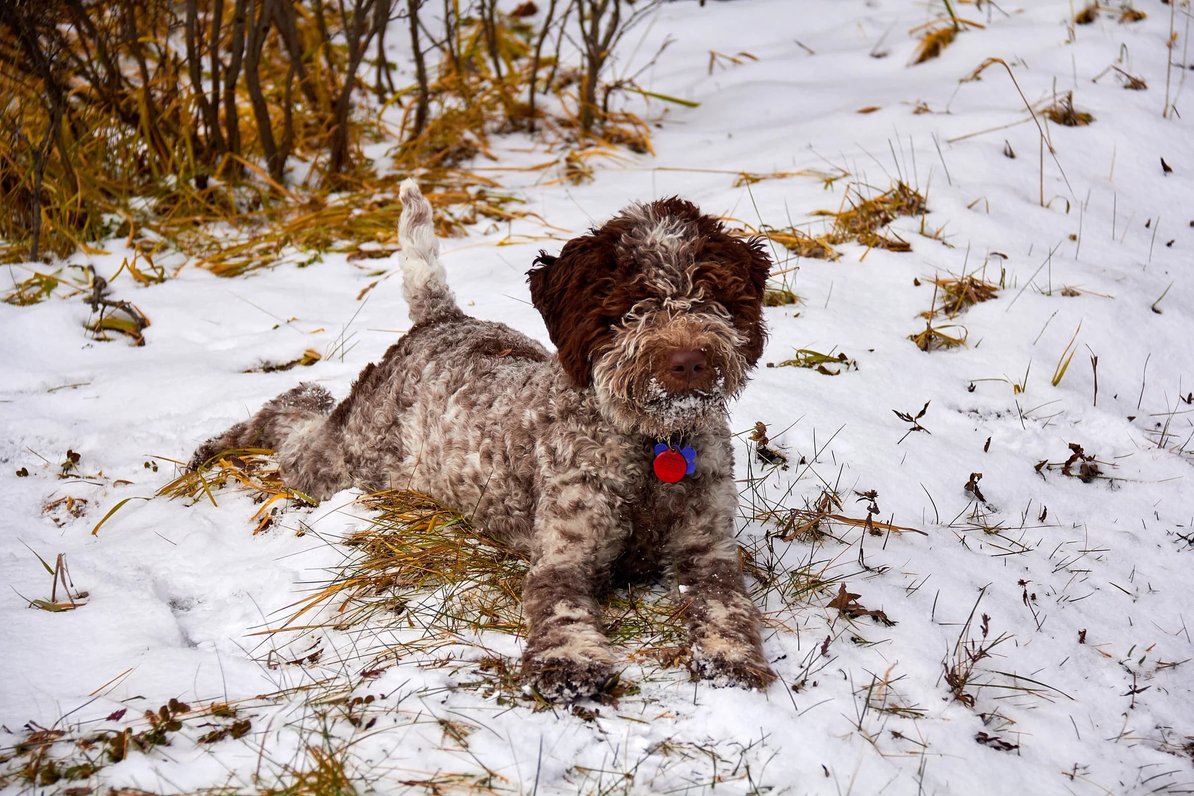 A Lagotto Romagnolo playing in snow