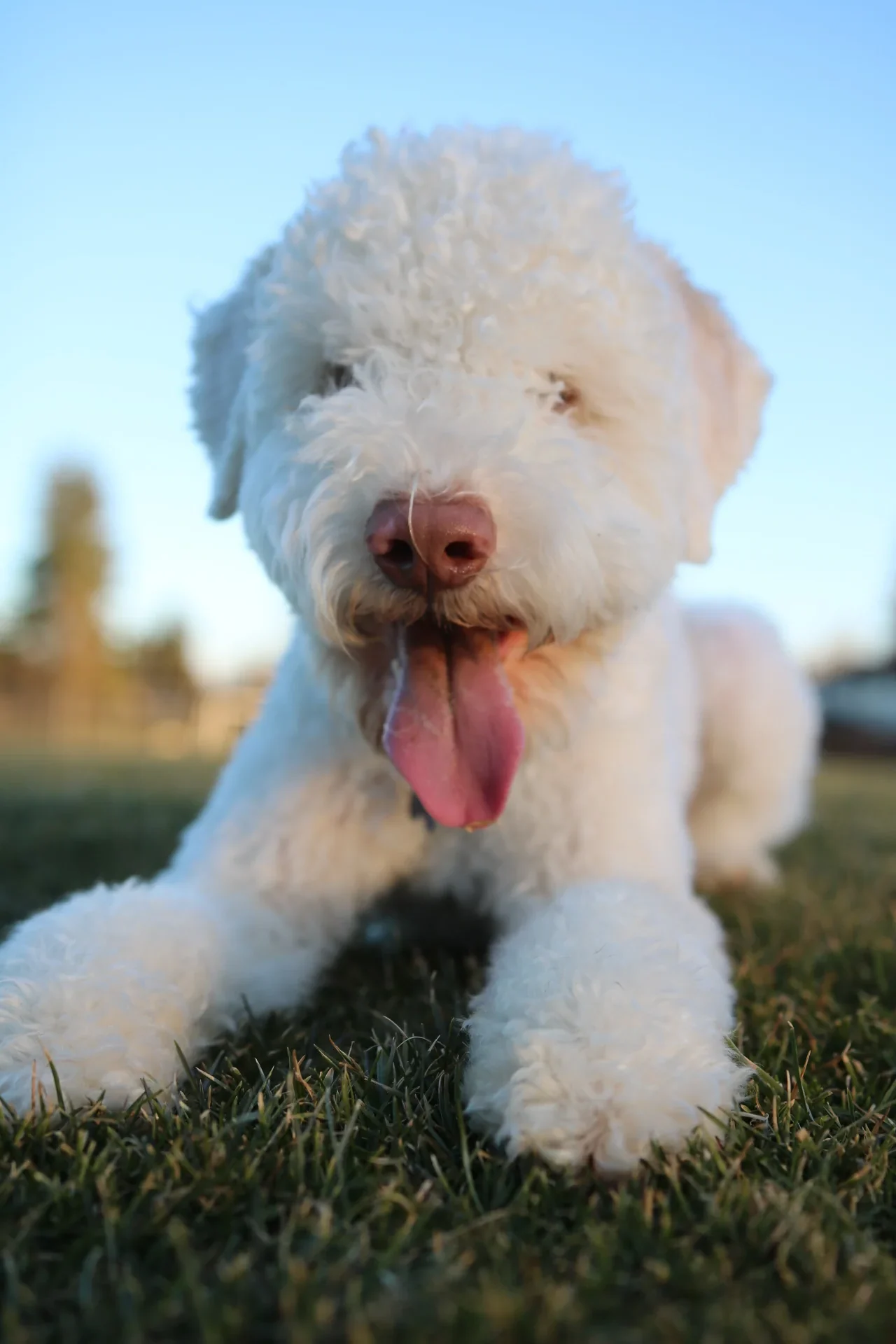 A white Lagotto Romagnolo standing upright outdoors